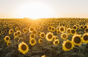 El girasol puede expandir su área