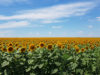El girasol va