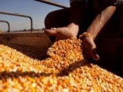 La cosecha de maíz se acerca al final