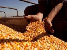 La cosecha de maíz se acerca al final