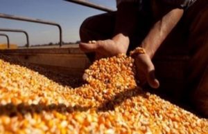 La cosecha de maíz se acerca al final