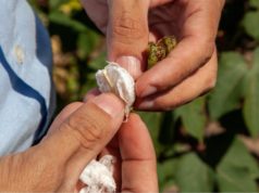 El Inase fortalece el sistema “Semilla Segura” con nuevos controles