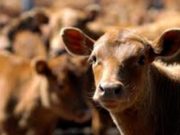 Salen pocos animales de los campos