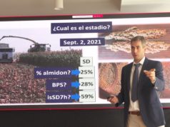 El sorgo gana eficiencia con genética y picado de precisión