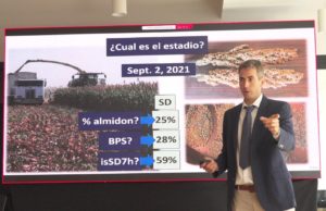 El sorgo gana eficiencia con genética y picado de precisión