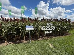 Sorgo: genética y tecnología para ganar eficiencia en la campaña 2026/27