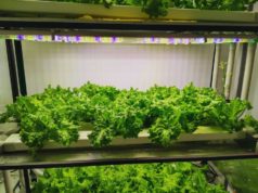 El INTA midió el potencial de la agricultura vertical