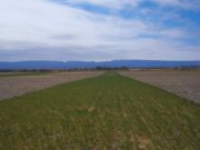 La alfalfa incrementa el carbono en suelos semiáridos