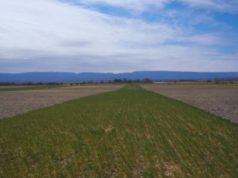 La alfalfa incrementa el carbono en suelos semiáridos