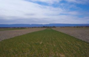 La alfalfa incrementa el carbono en suelos semiáridos