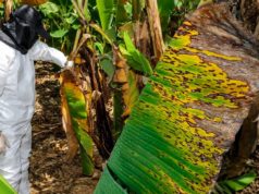 Dos hongos que amenazan el futuro de la banana