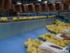 Panamá abrió su mercado a los cítricos