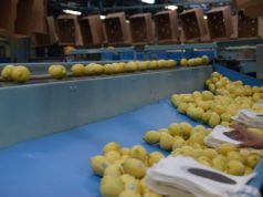 Panamá abrió su mercado a los cítricos