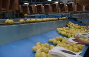 Panamá abrió su mercado a los cítricos