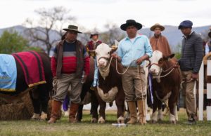 La Expo Rural Salta cerró con buenos negocios y genética en pista