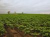 Papa y maní: el INTA estudia nuevas estrategias de fertilización foliar
