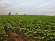 Papa y maní: el INTA estudia nuevas estrategias de fertilización foliar