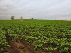 Papa y maní: el INTA estudia nuevas estrategias de fertilización foliar
