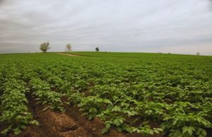 Papa y maní: el INTA estudia nuevas estrategias de fertilización foliar