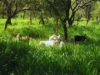 Bosques y ganadería: el INTA avanza con 40 planes de manejo
