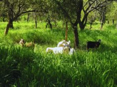 Bosques y ganadería: el INTA avanza con 40 planes de manejo