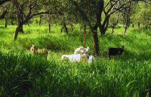 Bosques y ganadería: el INTA avanza con 40 planes de manejo
