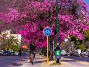 Lapachos, un orgullo bien salteño
