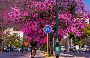 Lapachos, un orgullo bien salteño
