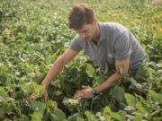 NK amplía su propuesta de soja con una nueva variedad para el norte argentino