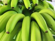 Bananas: SENASA, Salta y Jujuy coordinarán controles en rutas y mercados