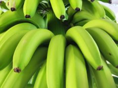 Bananas: SENASA, Salta y Jujuy coordinarán controles en rutas y mercados