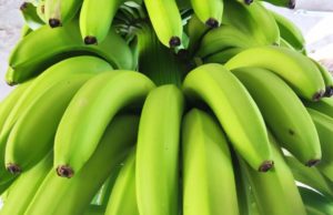 Bananas: SENASA, Salta y Jujuy coordinarán controles en rutas y mercados