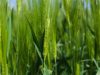Rizobacter lanza una plataforma que combina nutrición y bioestimulación foliar