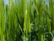 Rizobacter lanza una plataforma que combina nutrición y bioestimulación foliar