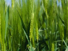 Rizobacter lanza una plataforma que combina nutrición y bioestimulación foliar