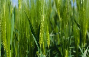 Rizobacter lanza una plataforma que combina nutrición y bioestimulación foliar