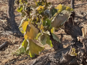 Preocupa el impacto de la helada sobre los viñedos de Cafayate