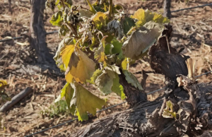Preocupa el impacto de la helada sobre los viñedos de Cafayate