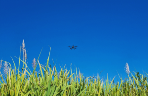 Salta: el INTA combinó satélites y drones para analizar cañaverales