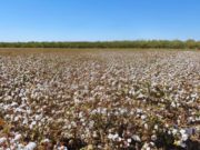 El INTA explora el mercado europeo para su genética de algodón
