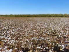 El INTA explora el mercado europeo para su genética de algodón