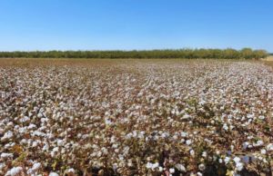 El INTA explora el mercado europeo para su genética de algodón