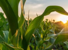 Advanta refuerza su propuesta de maíz con genética y asesoramiento para cada ambiente