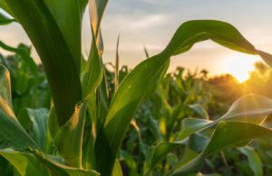 Advanta refuerza su propuesta de maíz con genética y asesoramiento para cada ambiente