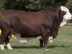 La Pelada pone en venta 250 reproductores Braford y Brahman