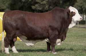 La Pelada pone en venta 250 reproductores Braford y Brahman