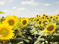 Nuevo herbicida para el control temprano de malezas en girasol