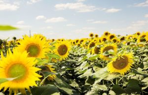 Nuevo herbicida para el control temprano de malezas en girasol