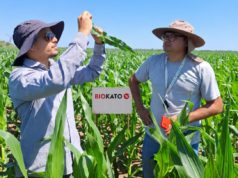 Anticipación, genética y control biológico para reducir el riesgo de achaparramiento