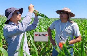 Anticipación, genética y control biológico para reducir el riesgo de achaparramiento